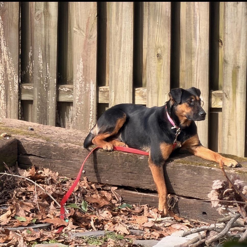 Enlarge Tillamook *AVAILABLE IN FOSTER*, a Adoptable Mixed Breed in Columbiana, AL image 5/6