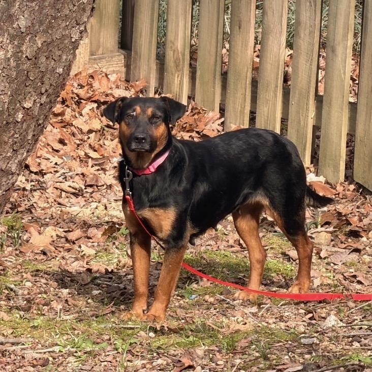 Enlarge Tillamook *AVAILABLE IN FOSTER*, a Adoptable Mixed Breed in Columbiana, AL image 6/6