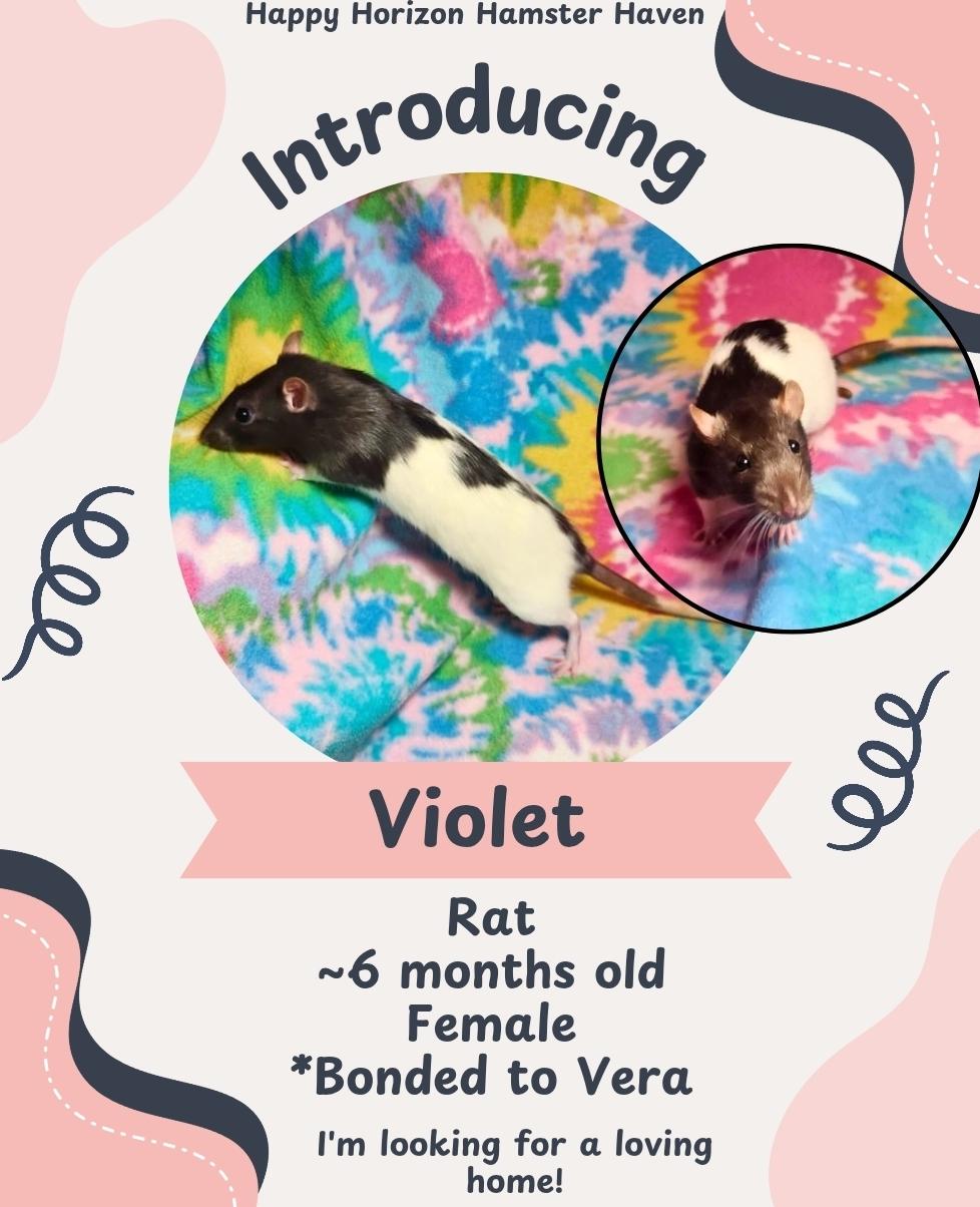 Enlarge Violet & Vera, a ADOPTABLE Rat in West Chester, OH image 1/2