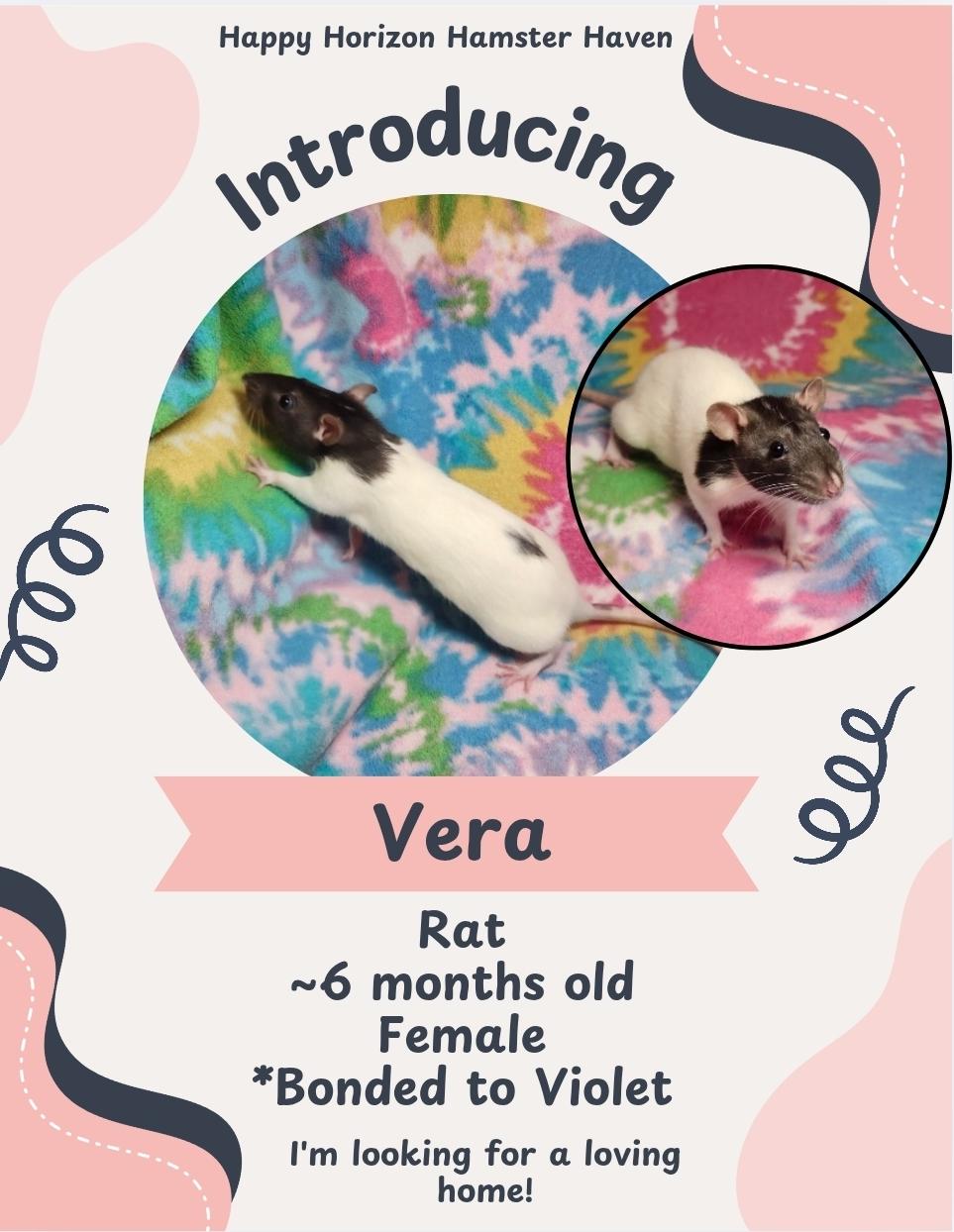 Enlarge Violet & Vera, a ADOPTABLE Rat in West Chester, OH image 2/2
