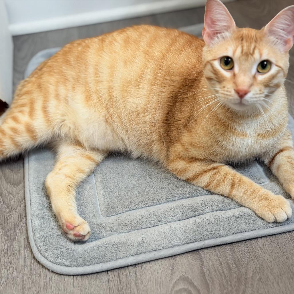 Petey, Adoptable, Adult Male Domestic Short Hair.