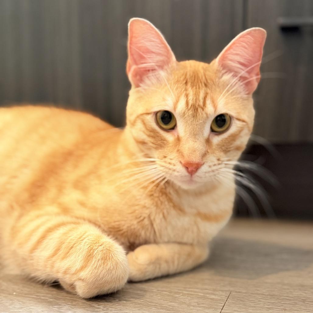 Enlarge Petey, a Adoptable Domestic Short Hair in Flower Mound, TX image 2/6