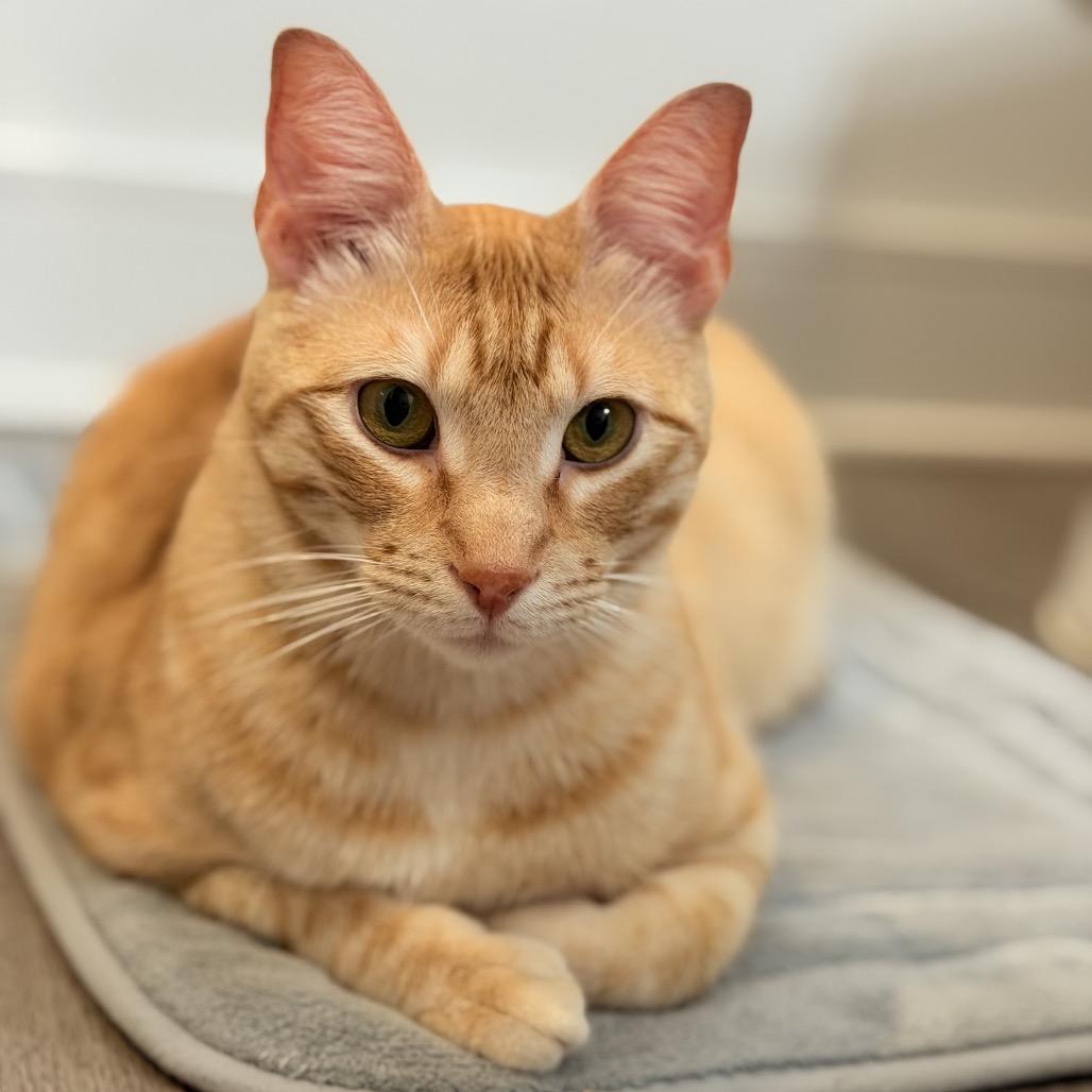 Enlarge Petey, a Adoptable Domestic Short Hair in Flower Mound, TX image 3/6