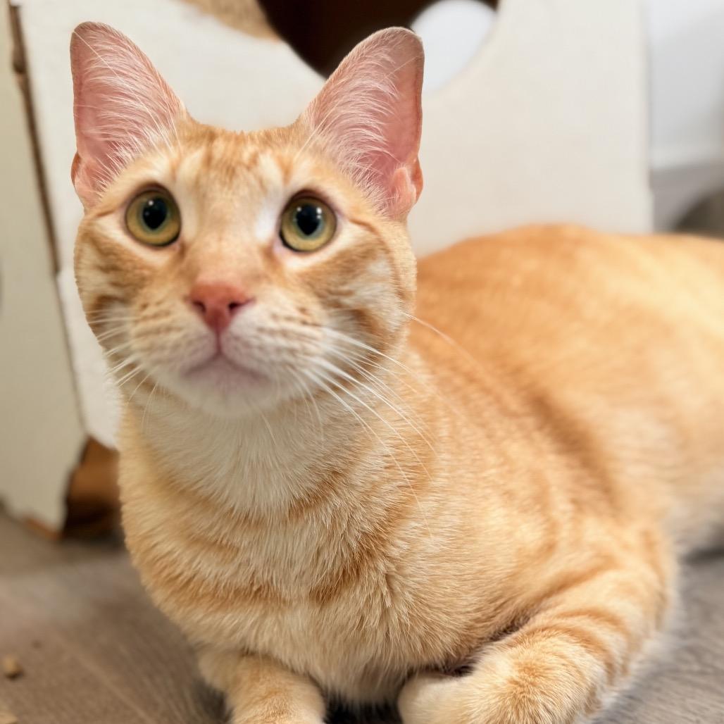 Enlarge Petey, a Adoptable Domestic Short Hair in Flower Mound, TX image 5/6