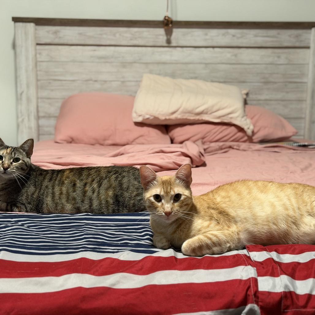 Enlarge Petey, a Adoptable Domestic Short Hair in Flower Mound, TX image 6/6