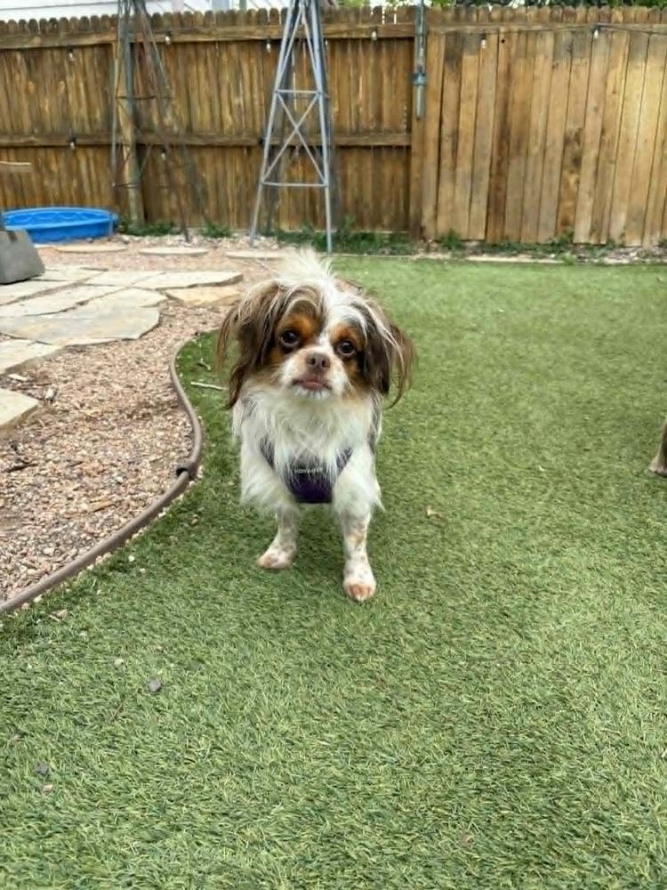 JTT, Adoptable, Adult Male Shih Tzu.