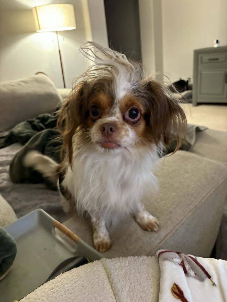 Enlarge JTT, a Adoptable mixed breed in Fort Lupton, CO image 2/5