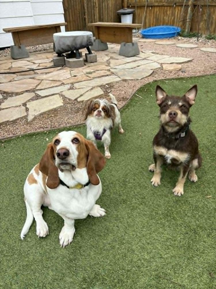 Enlarge JTT, a Adoptable mixed breed in Fort Lupton, CO image 5/5