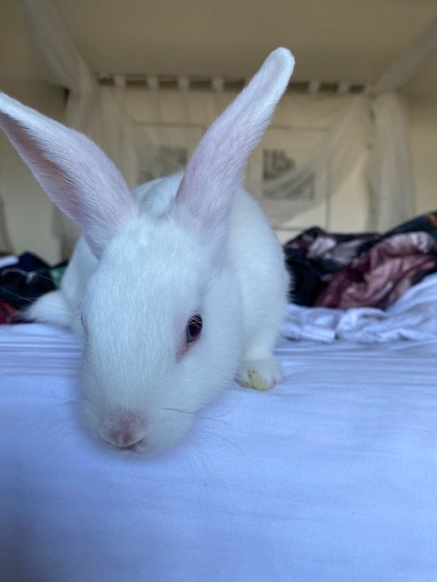 Henri photo 3