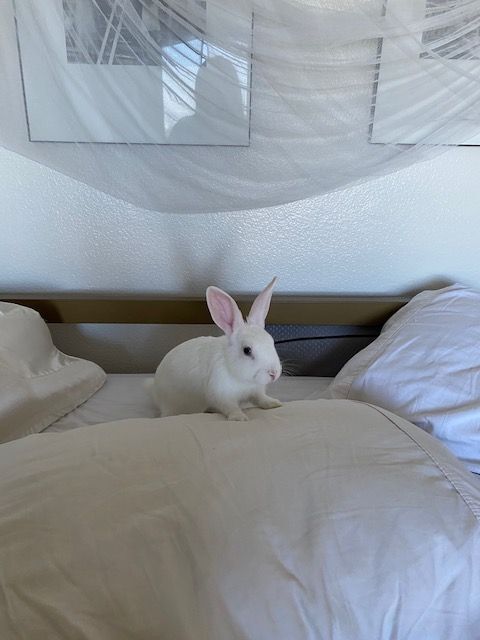 Henri photo 4