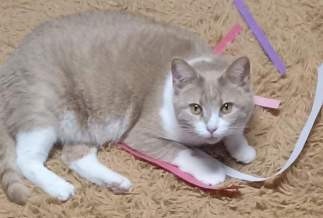 Hannah, Adoptable, Adult Female Domestic Short Hair.