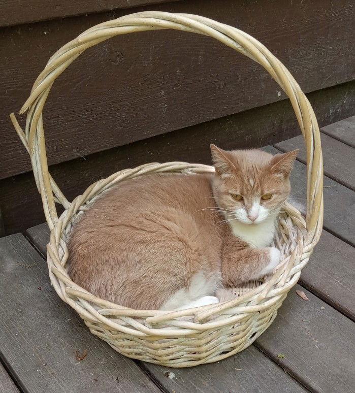 Enlarge Hannah, a Adoptable Domestic Short Hair in Brook Park, OH image 2/3