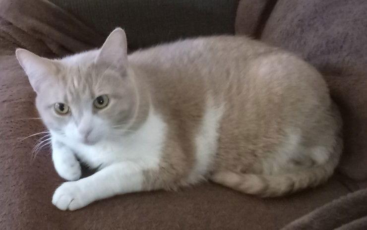 Enlarge Hannah, a Adoptable Domestic Short Hair in Brook Park, OH image 3/3