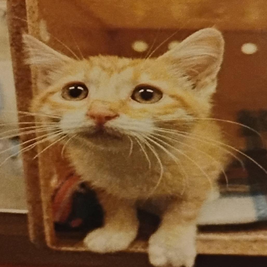 Kisser, Adoptable, Kitten Female Domestic Short Hair.