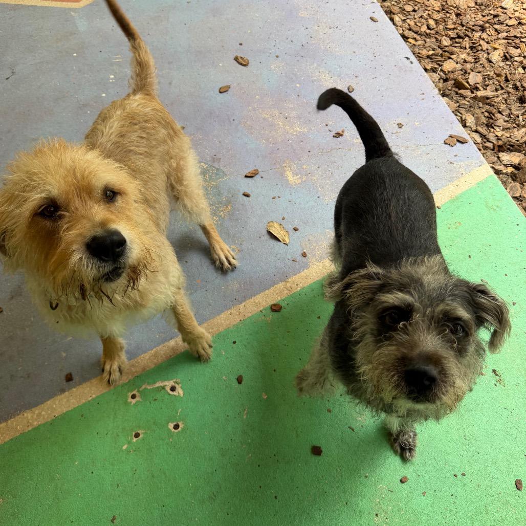 Bella, Adoptable, Senior Female Mixed Breed.