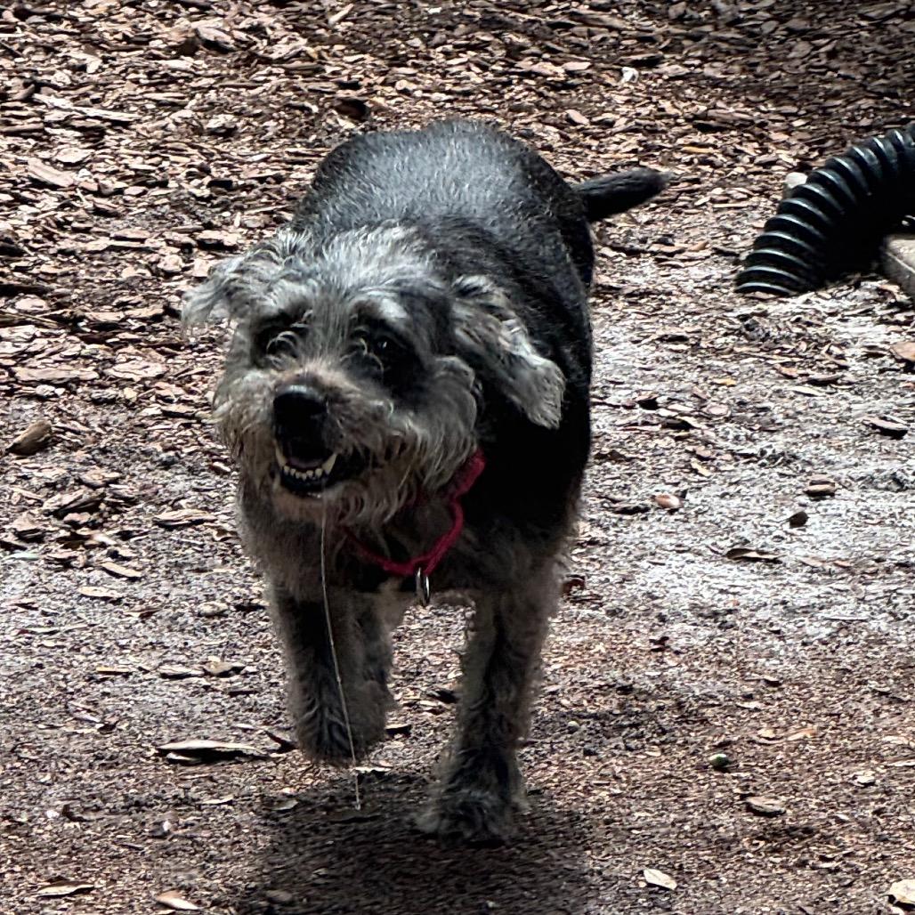 Bella, a Adoptable Mixed Breed in Titusville, FL image 2/4