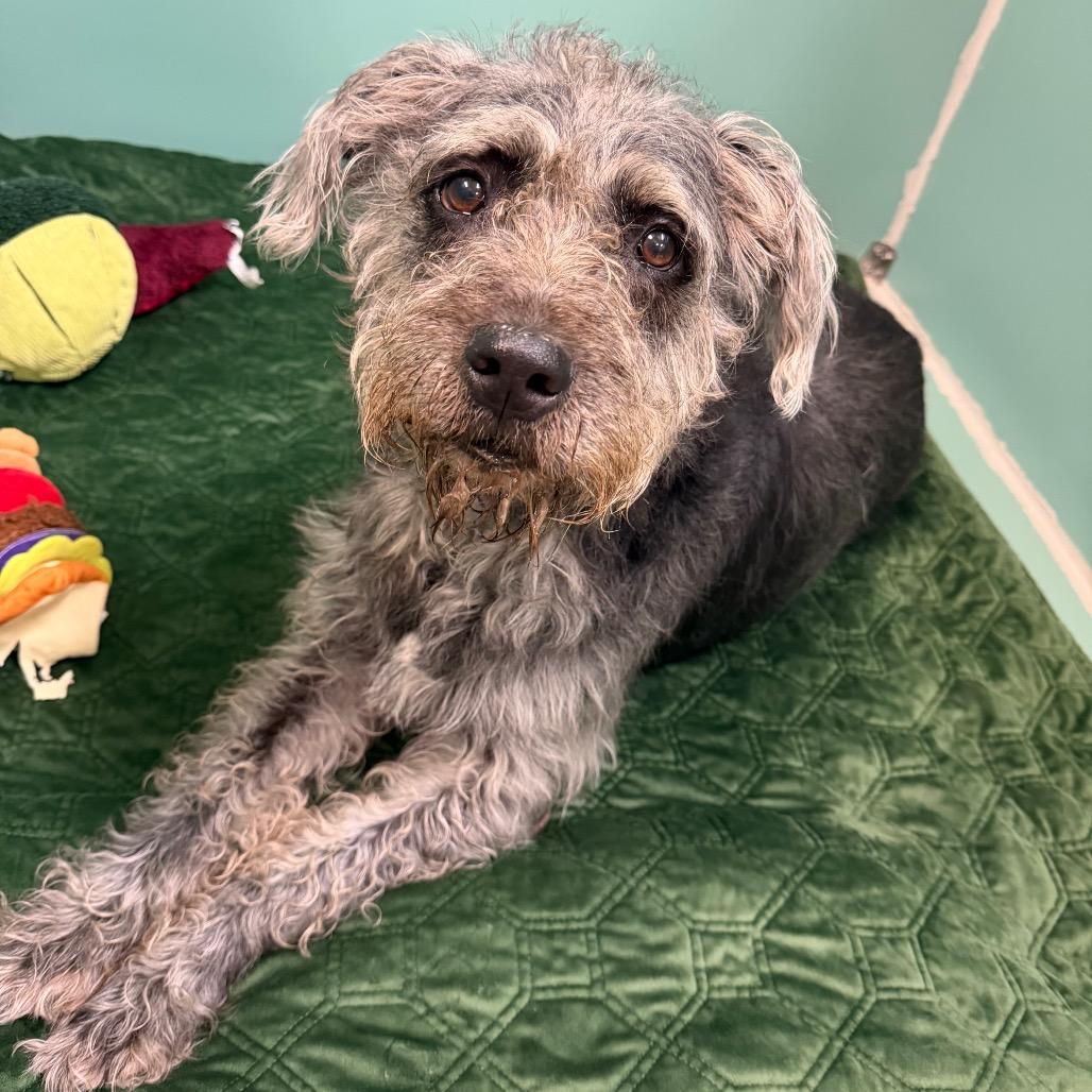 Bella, a Adoptable Mixed Breed in Titusville, FL image 3/4