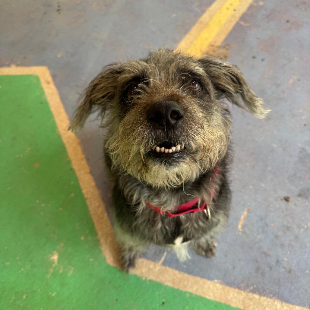 Bella, a Adoptable Mixed Breed in Titusville, FL image 4/4