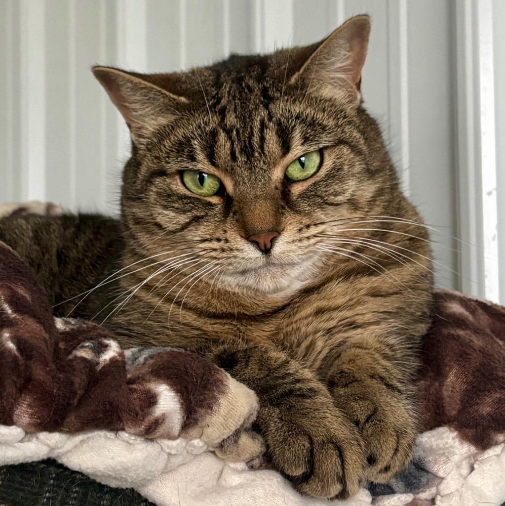 Boardwalk, Adoptable, Adult Female Domestic Short Hair.