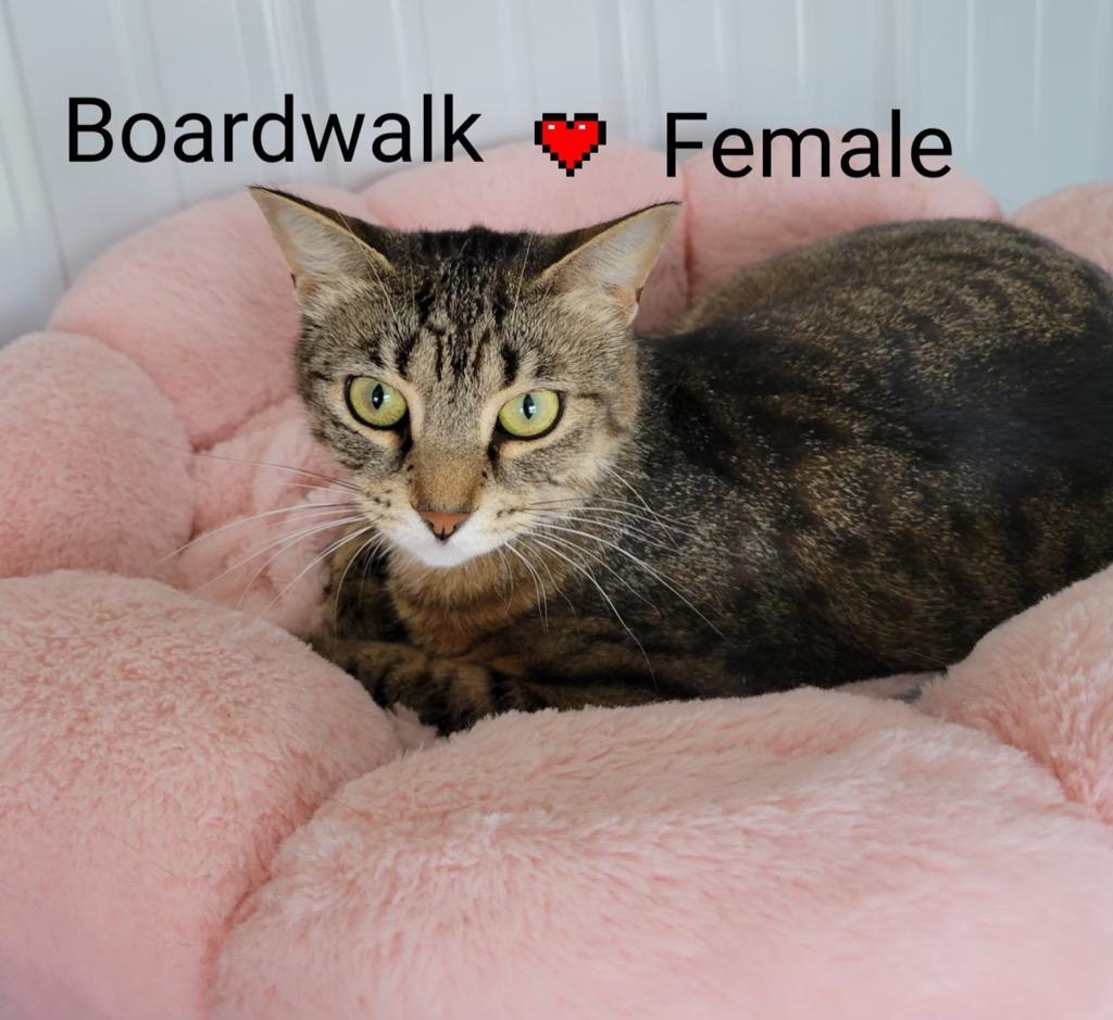 Boardwalk, Adoptable, Adult Female Domestic Short Hair.