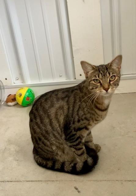 Enlarge Boardwalk, a Adoptable mixed breed in Hartford City, IN image 2/6