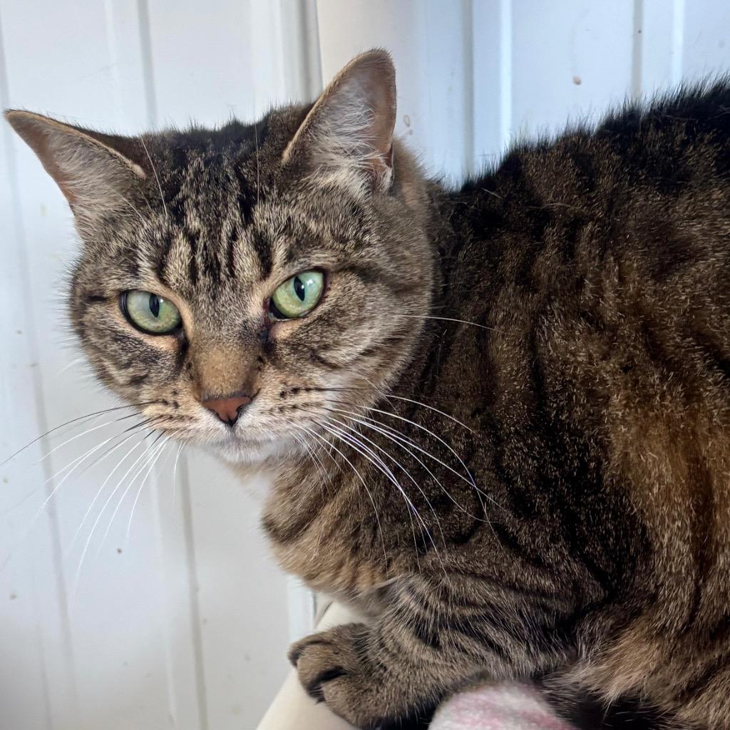 Boardwalk, a Adoptable mixed breed in Hartford City, IN image 3/6