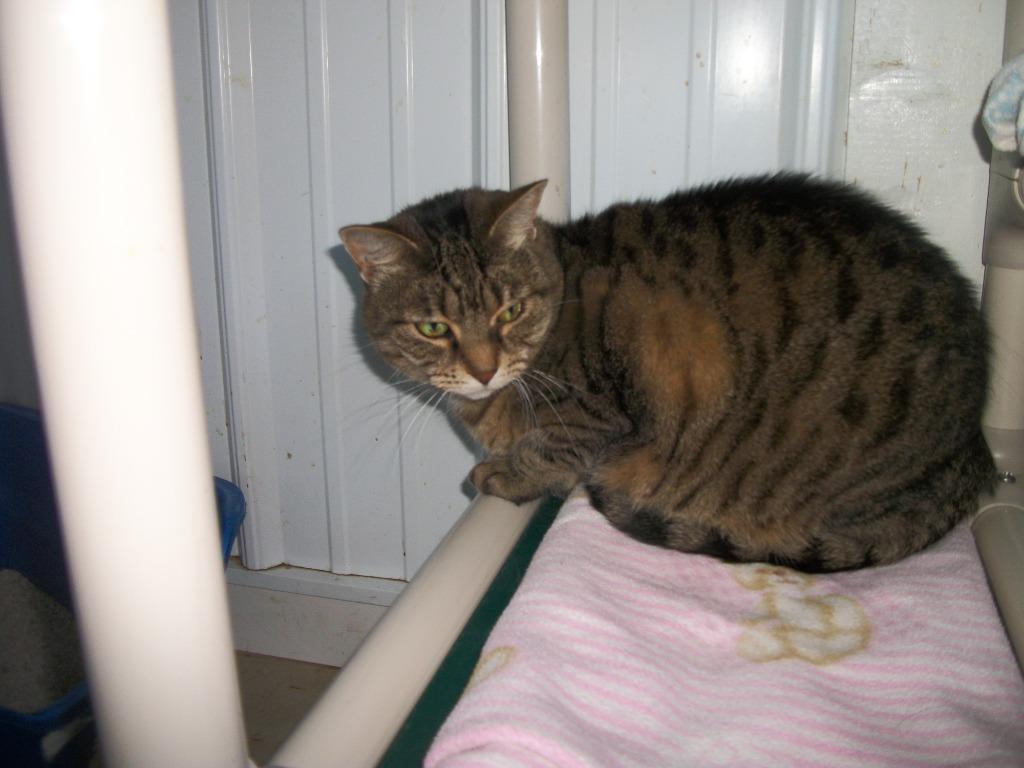 Enlarge Boardwalk, a Adoptable mixed breed in Hartford City, IN image 5/6