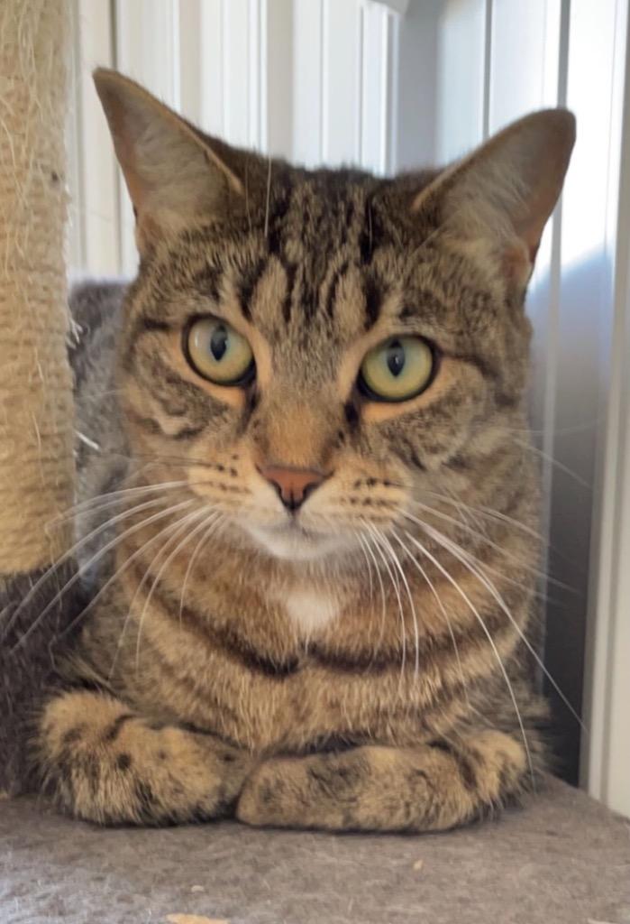 Enlarge Boardwalk, a Adoptable mixed breed in Hartford City, IN image 6/6
