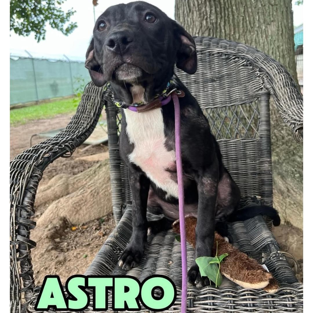 ASTRO, ADOPTABLE, Young Female American Staffordshire Terrier & Labrador Retriever.