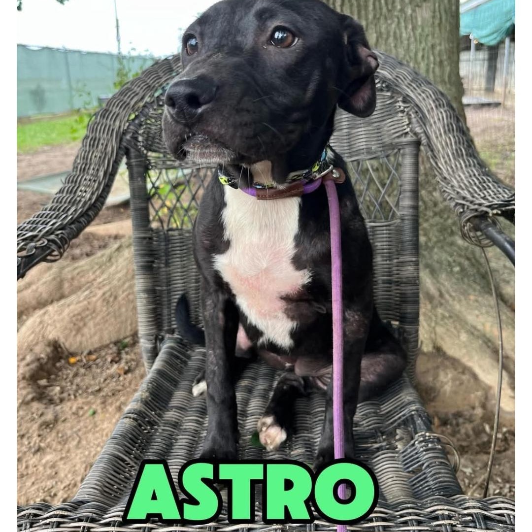 Enlarge ASTRO, a ADOPTABLE mixed breed in Hampton, VA image 3/3