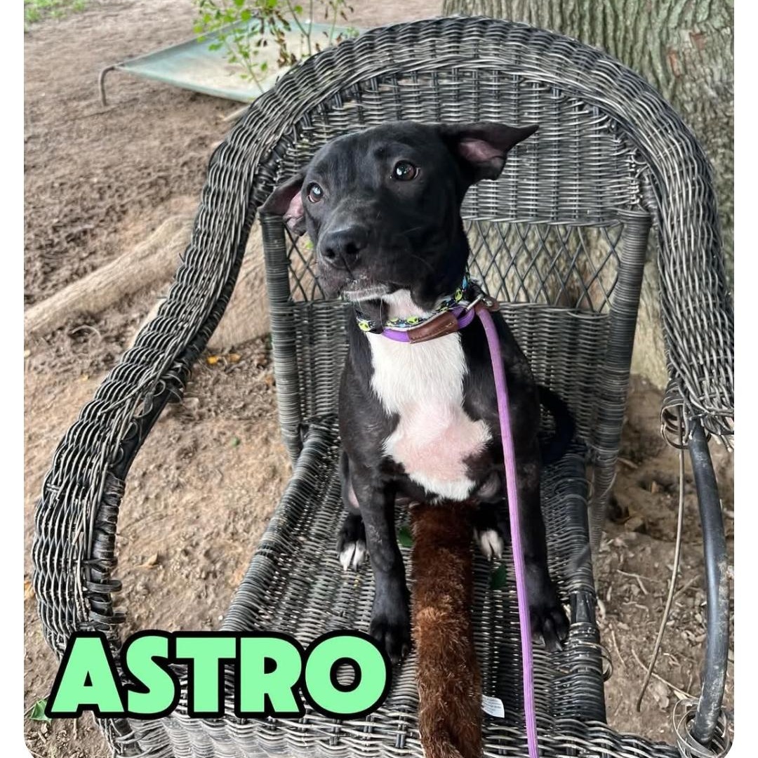 Enlarge ASTRO, a ADOPTABLE mixed breed in Hampton, VA image 2/3