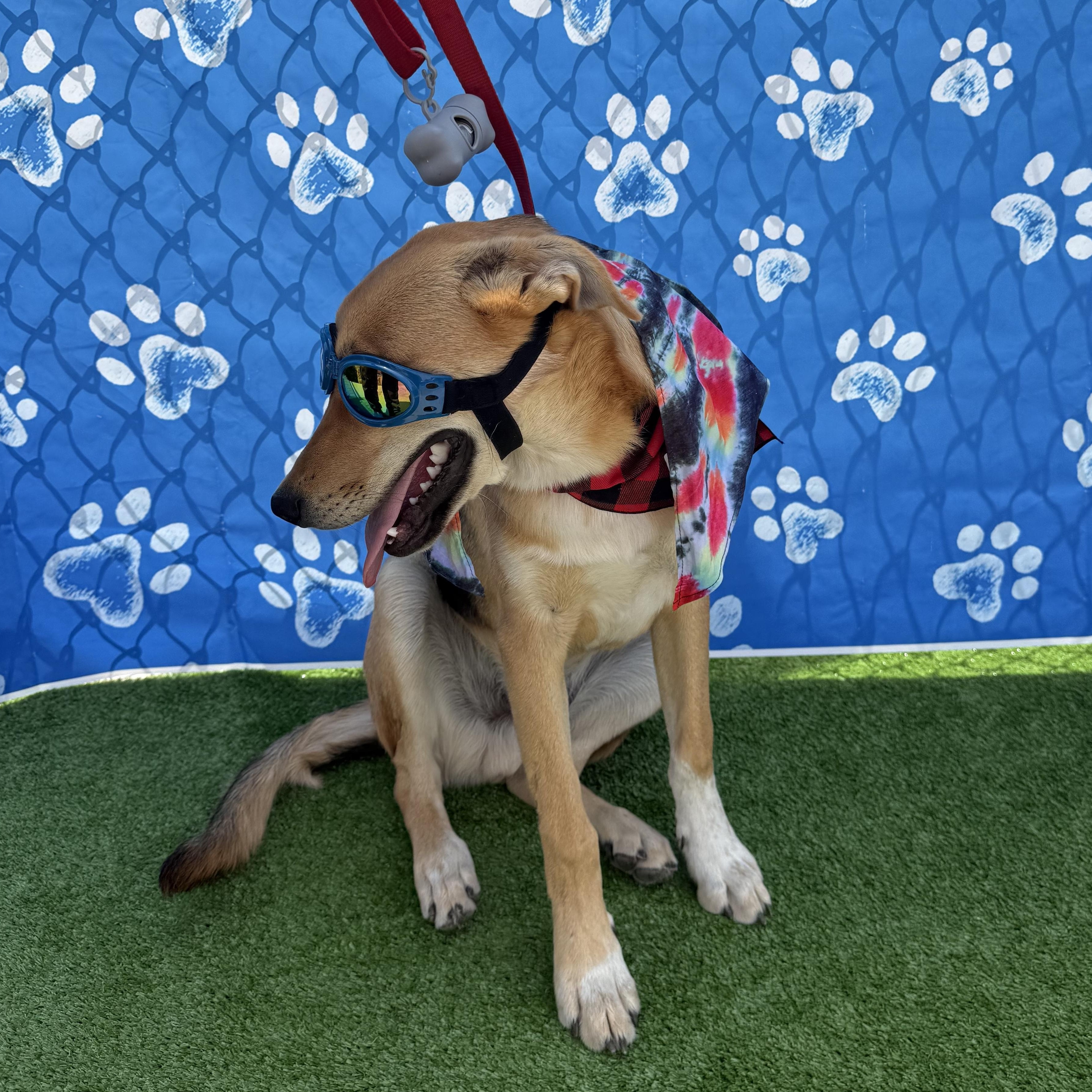 Enlarge Hank, a Adoptable mixed breed in MURRIETA, CA image 2/3