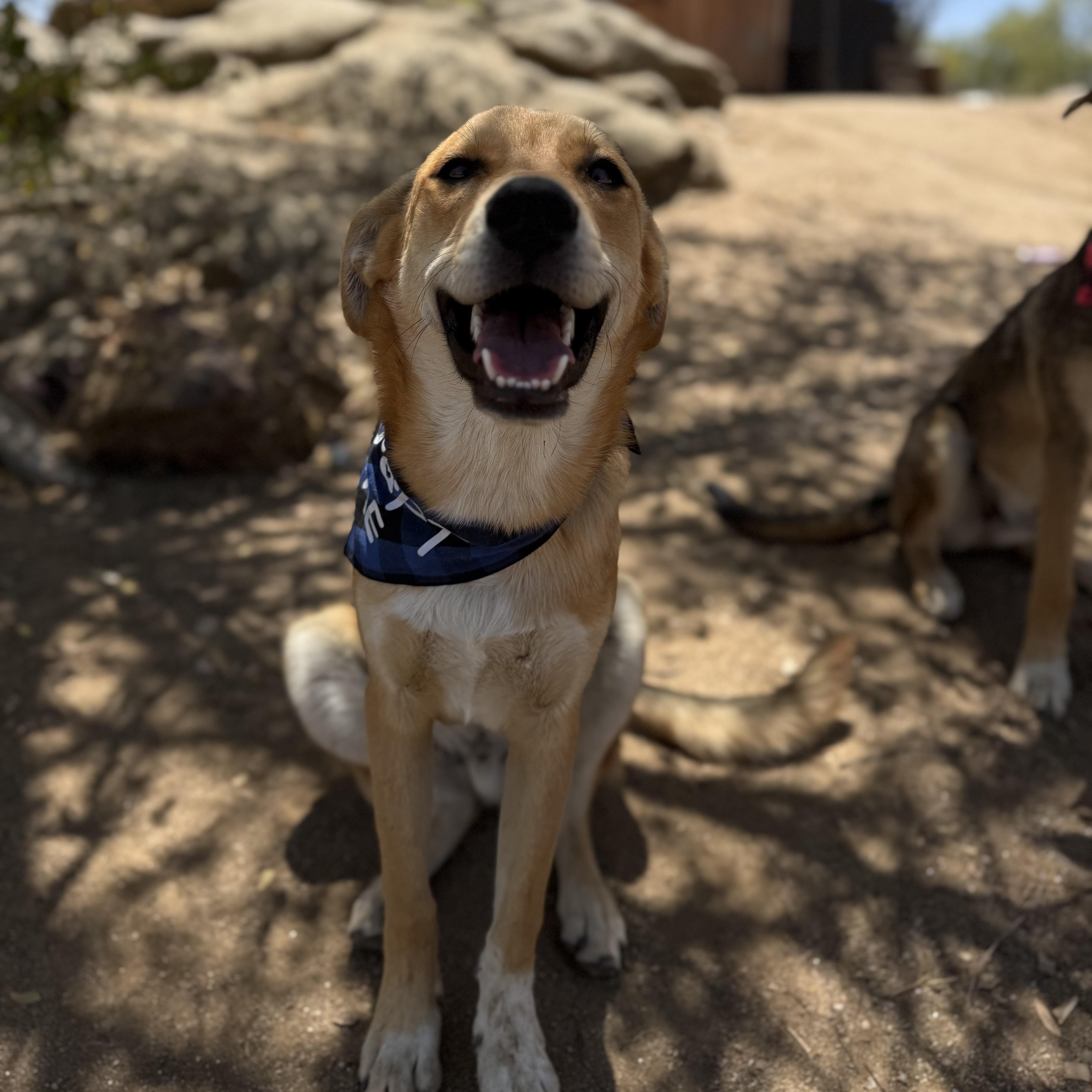 Hank, Adoptable, Puppy Male German Shepherd Dog.