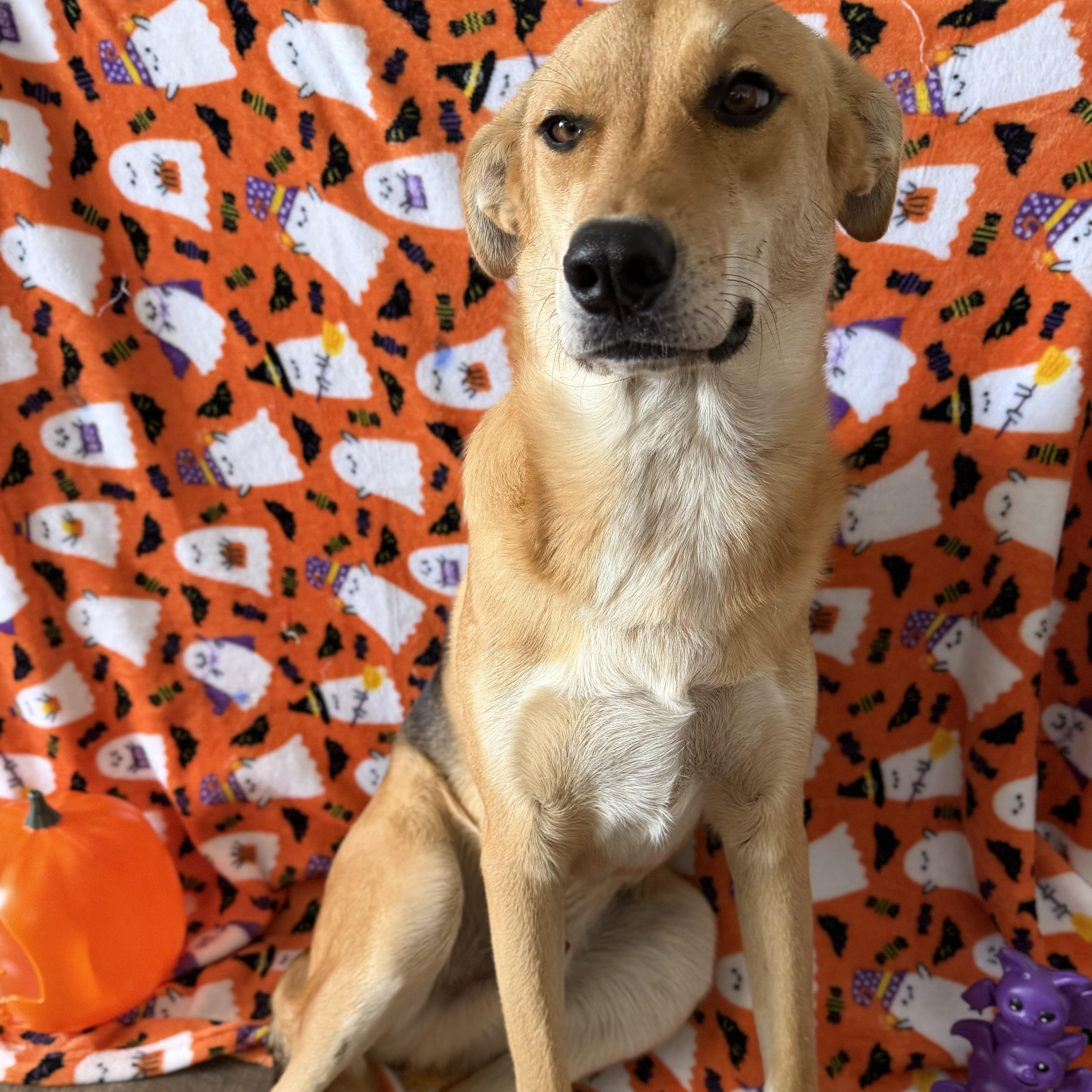 Enlarge Hank, a Adoptable mixed breed in MURRIETA, CA image 3/3