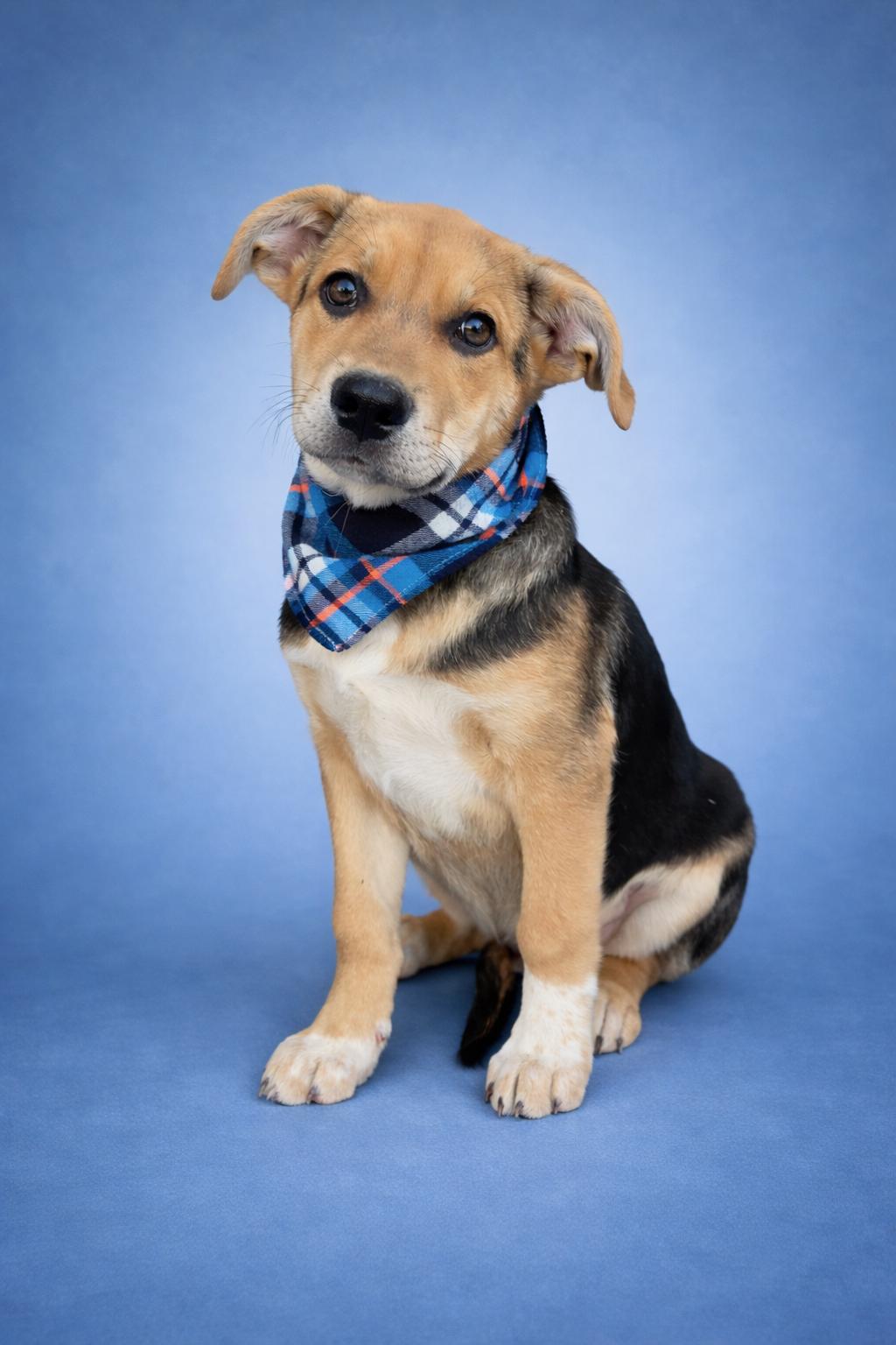Enlarge Hank, a ADOPTABLE mixed breed in MURRIETA, CA image 1/1