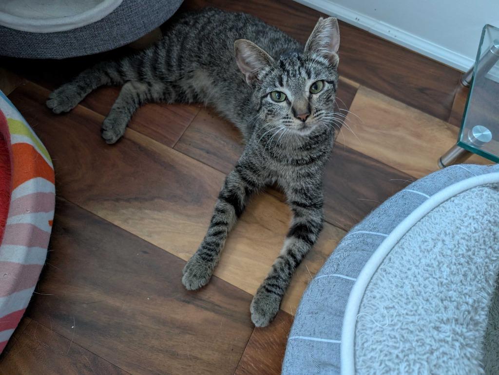 Sweet Basil, Adoptable, Young Female Tabby & Domestic Short Hair.