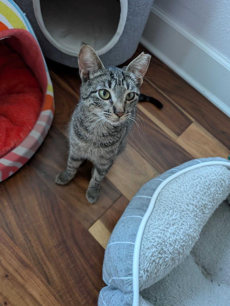 Sweet Basil, Adoptable, Young Female Tabby & Domestic Short Hair.