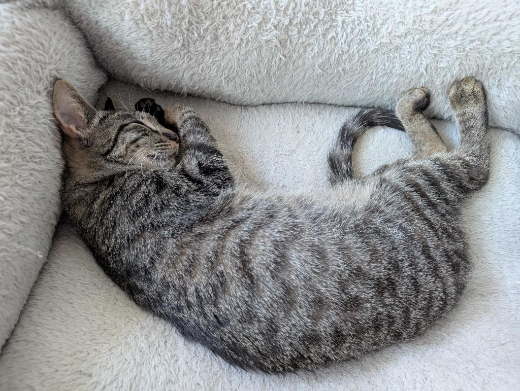 Sweet Basil, a Adoptable mixed breed in San Antonio, TX image 2/6