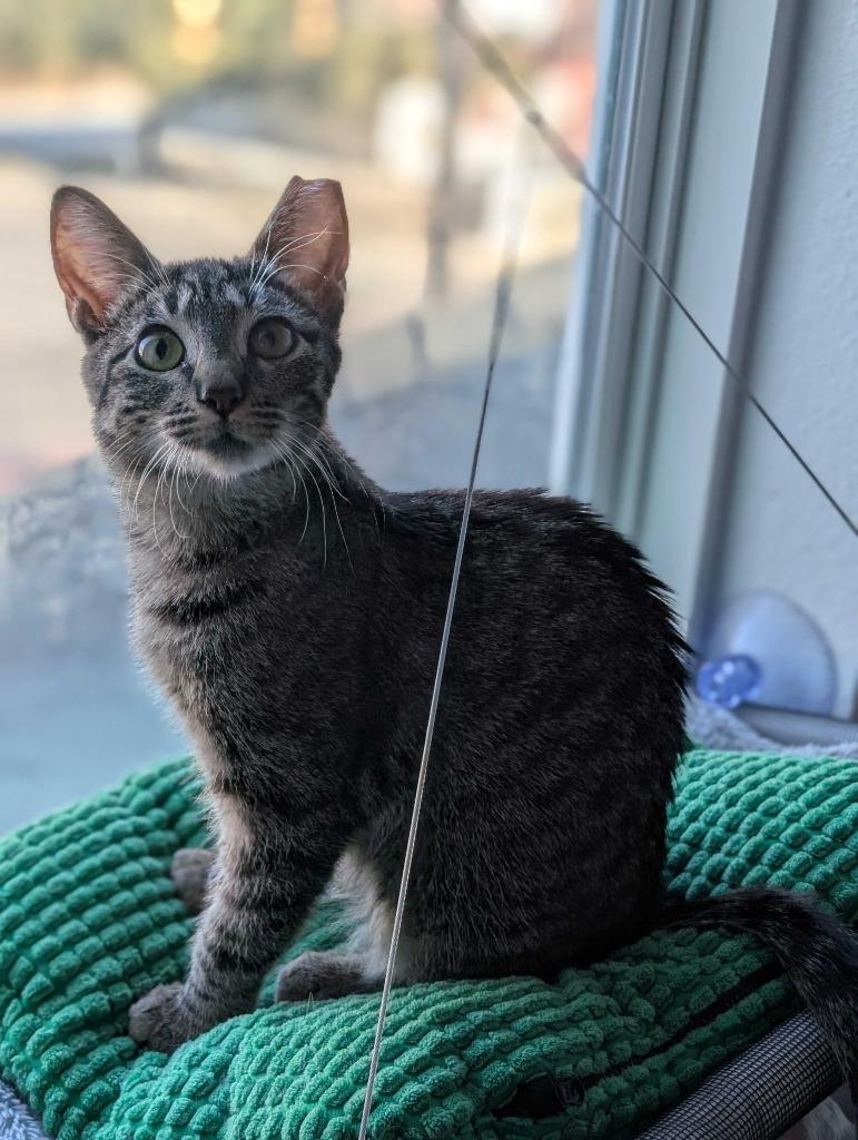 Sweet Basil, a Adoptable mixed breed in San Antonio, TX image 3/6