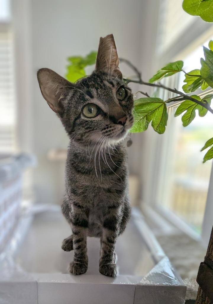 Sweet Basil, a Adoptable mixed breed in San Antonio, TX image 4/6