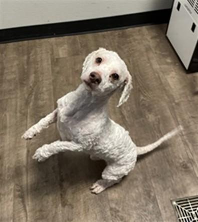KIKO, Adoptable, Young Male Poodle & Mixed Breed.