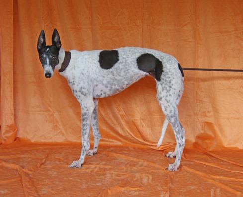 Orson Ivy, Adopted, Adult Female Greyhound.