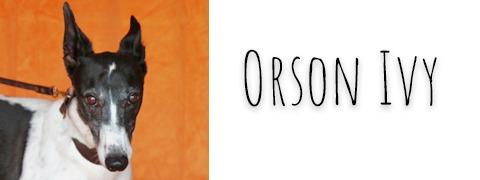 Enlarge Orson Ivy, a Adopted Greyhound in Douglasville, GA image 2/3