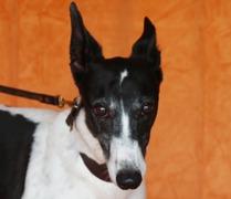 Enlarge Orson Ivy, a Adopted Greyhound in Douglasville, GA image 3/3