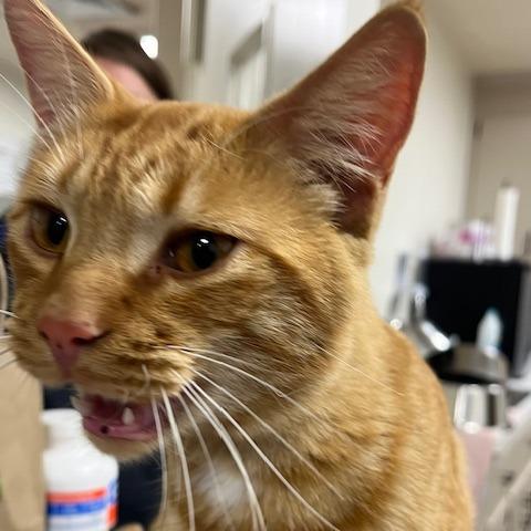 Maui, Adoptable, Adult Male Domestic Short Hair.