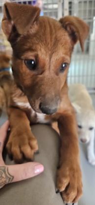 Grover, Adoptable, Young Male Shepherd & Mixed Breed.