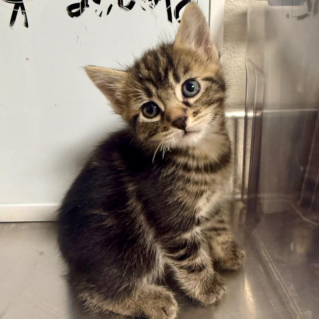 Foal, Adoptable, Kitten Male Domestic Short Hair.