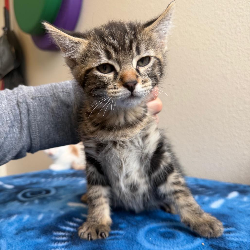 Foal, a Adoptable Domestic Short Hair in Cody, WY image 2/3