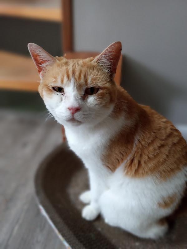 Robin, adopted, Senior Female Domestic Short Hair.