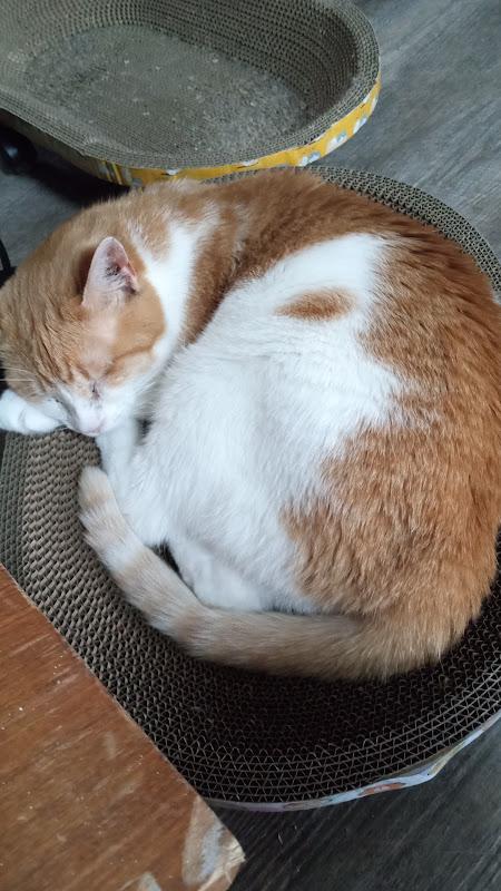 Enlarge Robin, an adopted Domestic Short Hair in Covington, KY image 3/4